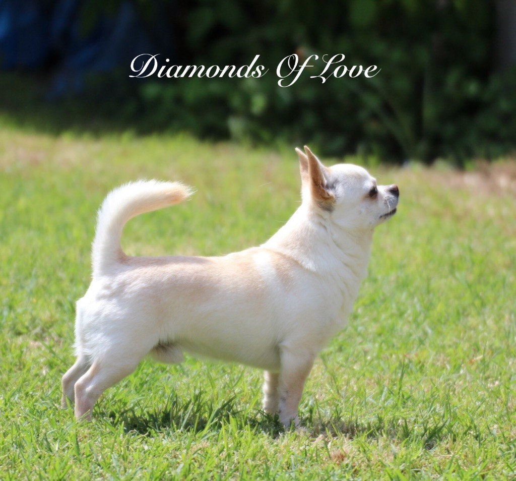 Diamonds Of Love - CH Jack Jr de l'Isle au Vert Coteau disponible pour saillie